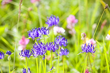 Wild flowers growing in the Dolomite mountains of Italy, Europe