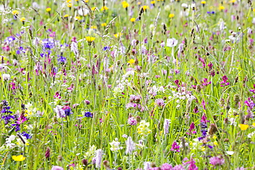 Wild flowers growing in the Dolomite mountains of Italy, Europe