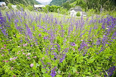 Wild Flowers growing in the Dolomite mountains of Italy, Europe