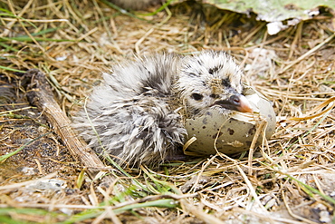 Lesser black backed gulls nesting on Walney Island near Barrow in Funress, Cumbria, England, United Kingdom, Europe