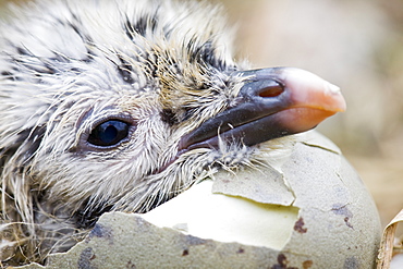 Lesser black backed gulls nesting on Walney Island near Barrow in Funress, Cumbria, England, United Kingdom, Europe