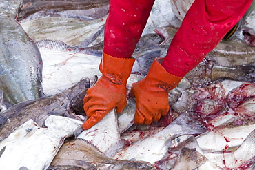 An Inuit fisherman sorting Greenland halibut he has just caught off Ilulissat, Greenland, Polar Regions