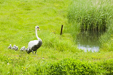 Mute swan and cygnets covered in oil from an oil spill in Cley, Norfolk, England, United Kingdom, Europe