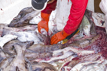 An Inuit fisherman sorting Greenland halibut he has just caught off Ilulissat, Greenland, Polar Regions