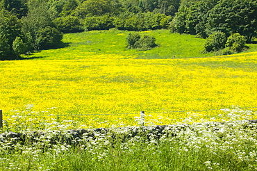 A hay meadow in South Cumbria, England, United Kingdom, Europe