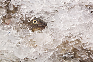 A cod fish in ice caught off Ilulissat in Greenland, Polar Regions