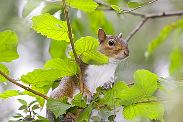 A grey squirrel in a hazel tree, United Kingdom, Europe