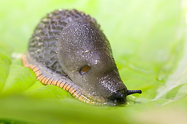 A garden slug, United Kingdom, Europe