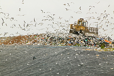 Gulls feeding on a rubbish tip in Barrow in Furness, Cumbria, England, United Kingdom, Europe