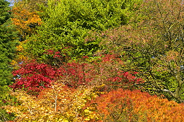 Autumn foliage in Holehird Gardens, Windermere, Lake District, Cumbria, England, United Kingdom, Europe