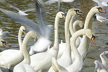 Mute swans and gulls on Windermere, Cumbria, England, United Kingdom, Europe