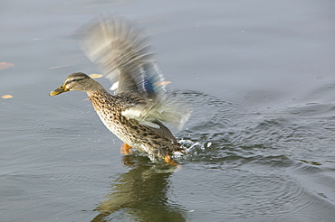 A female mallard taking off, United Kingdom, Europe