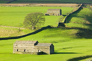 Field barns near Keld in the Yorkshire Dales, Yorkshire, England, United Kingdom, Europe