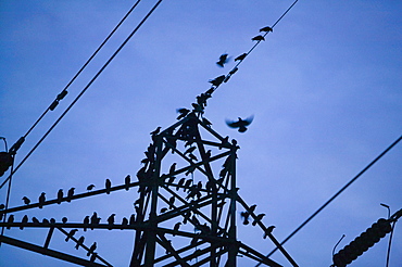 Jackdaws and rooks lined up on a electricity pylon, prior to roosting, Ulverston, Cumbria, United Kingdom, Europe