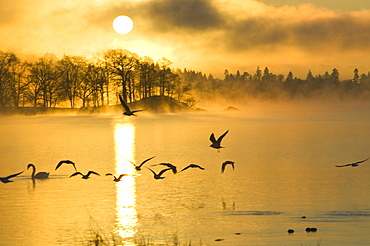 A misty dawn on Lake Windermere in the Lake District, Cumbria, England, United Kingdom, Europe