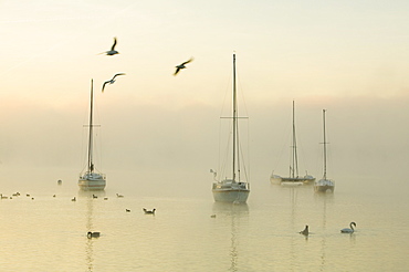 A misty morning on Lake Windermere in the Lake District, Cumbria, England, United Kingdom, Europe