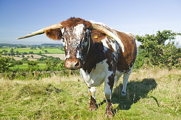 The ancient breed of English Long Horn cattle being used for habitat restoration to turn the Beacon back to heathland, Loughborough, Leicestershire, England, United Kingdom, Europe