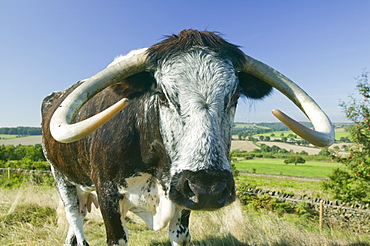 The ancient breed of English Long Horn cattle being used for habitat restoration to turn the Beacon back to heathland, Loughborough, Leicestershire, England, United Kingdom, Europe