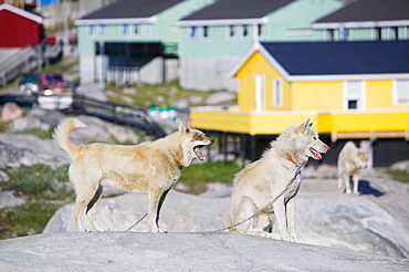 Inuit husky sled dogs in front of traditional colourful Greenlandic houses in Ilulissat on Greenland, Polar Regions