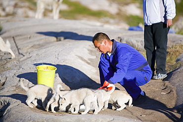 Inuit sled dog husky puppies in Ilulissat on Greenland, Polar Regions