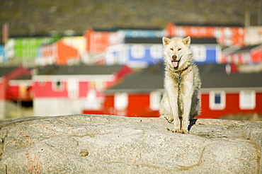 A sled dog in Ilulissat in Greenland, Polar Regions