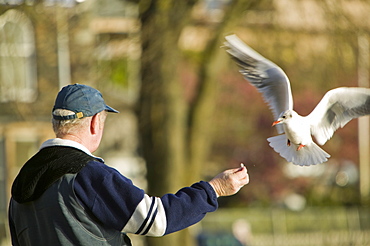 Feeding birds at Waterhead on Lake Windermere, Lake District, Cumbria, England, United Kingdom, Europe