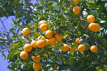 Oranges growing in Spain, Europe