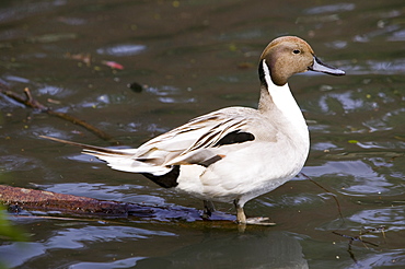 A male pintail