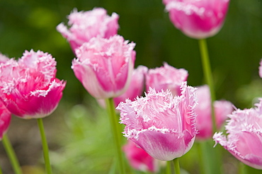 Pink tulips