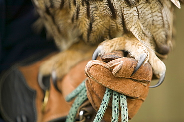 An European eagle owl and handler, World Owl Centre, Muncaster, Cumbria, England, United Kingdom, Europe