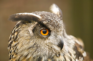 An European eagle owl, World Owl Centre, Muncaster, Cumbria, England, United Kingdom, Europe