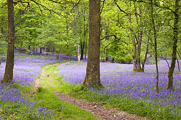 A bluebell wood near Ambleside, Lake District National Park, Cumbria, England, United Kingdom, Europe