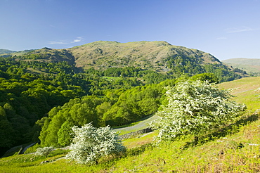 Bluebells and hawthorn blossom above Rydal Water in the Lake District National Park, Cumbria, England, United Kingdom, Europe