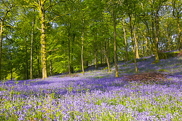 A bluebell wood near Ambleside, Lake District National Park, Cumbria, England, United Kingdom, Europe