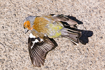 A road kill chaffinch, United Kingdom, Europe