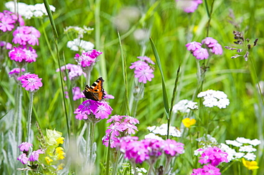 A small tortoiseshell butterfly in a wildflower meadow in Zermatt, Switzerland, Europe