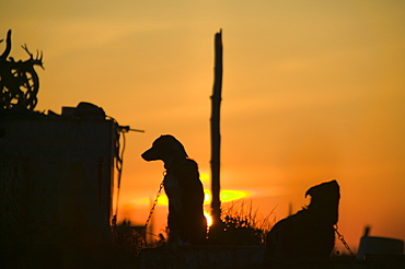 Inuit sled dog at dawn on Shishmaref, a tiny island inhabited by around 600 Inuits, between Alaska and Siberia in the Chukchi Sea, United States of America, North America