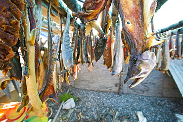 Salmon caught by Eskimo fishermen hanging out to dry at Kotzebue, Alaska, United States of America, North America