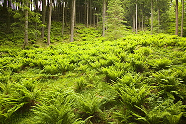 Ferns in woodland in the Trossachs, Scotland, United Kingdom, Europe