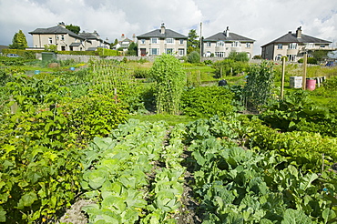 Allotments in Kendal, Cumbria, England, United Kingdom, Europe