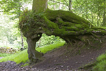 An undermined tree in a wood near Dent, Cumbria, England, United Kingdom, Europe