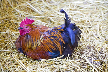 A free range cockerel in Dent, Cumbria, England, United Kingdom, Europe