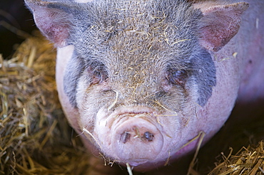 A Vietnamese pot bellied pig