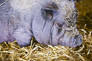 A Vietnamese pot bellied pig