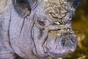 A Vietnamese pot bellied pig