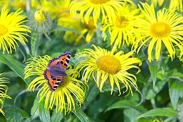 A small tortoiseshell butterfly feeding on a flower, United Kingdom, Europe