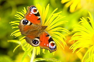 A small peacock butterfly feeding on a flower, United Kingdom, Europe