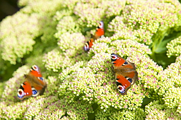 Peacock butterflies feeding on a sedum flower, United Kingdom, Europe