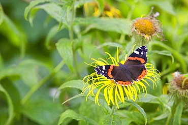 A red admiral butterfly feeding on a flower, United Kingdom, Europe