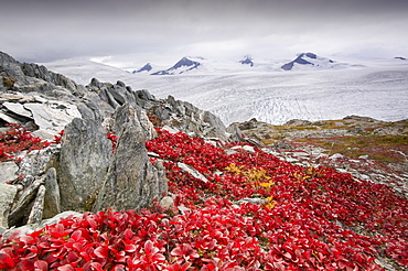 The Harding icefield, receding rapidly due to global warming, Kenai Fjords National Park in Alaska, United States of America, North America